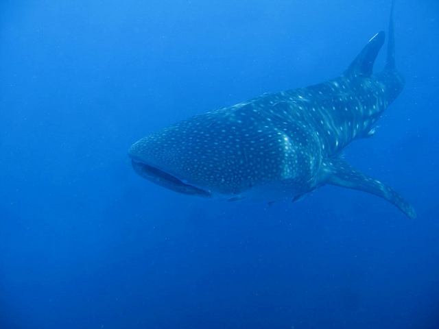 Underwater view of a whale shark, similar to what I saw while snorkeling (photo: Marcel Ekkel)