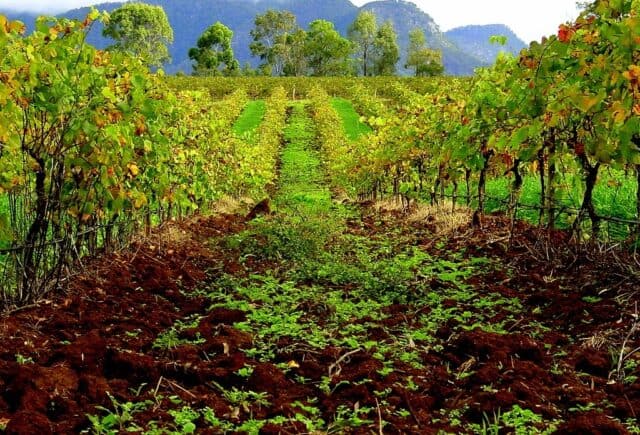 Hunter Valley Means Vineyards Hunter Valley Means Vineyards (photo: F Delventhal)
