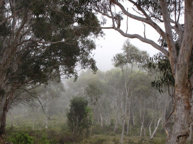 Misty Southern Highlands Misty Southern Highlands, NSW (photo: grace_kat)