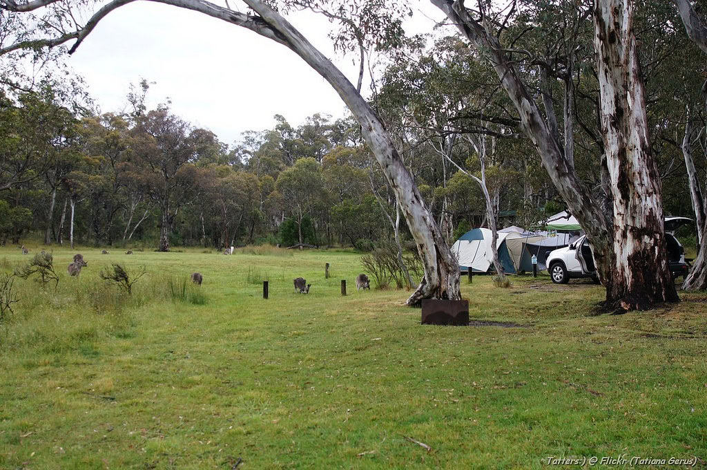Camping Among Gum-Trees & Kangaroos (photo: Tatiana Gerus)