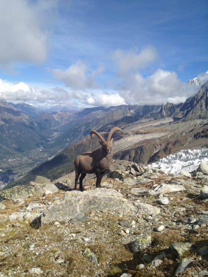 Ibex