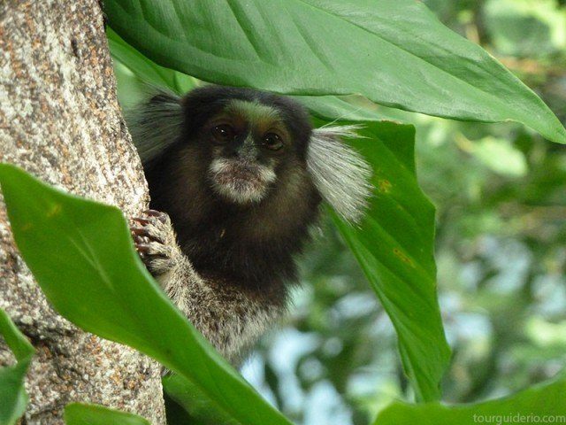 Marmoset on Pista Claudio Coutinho in Rio de Janeiro