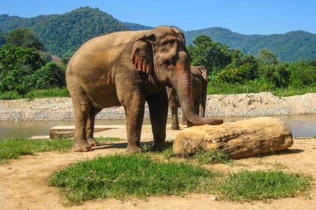 Asian Elephant