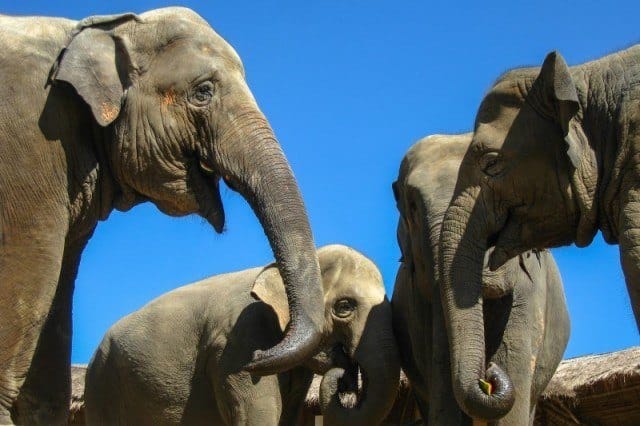 More Asian Elephants More Asian Elephants