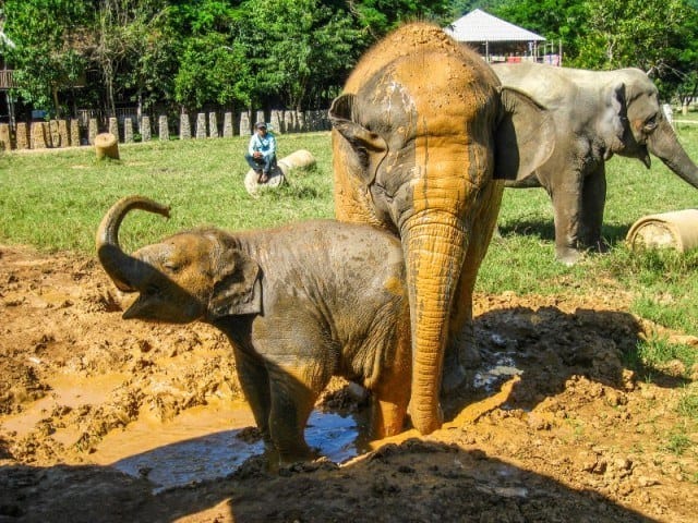Baby Asian Elephant