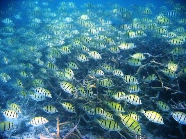 Fish at Ningaloo Reef