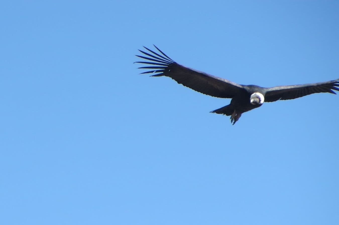 A condor flies by as visitors try to take its picture. I did OK, I guess.