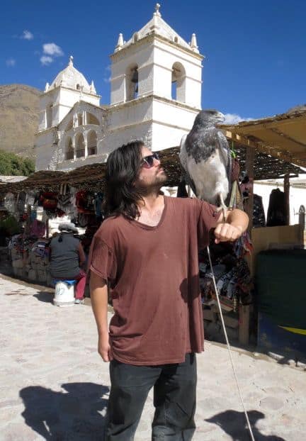 The falcon is used to people. Look how indifferent he is.