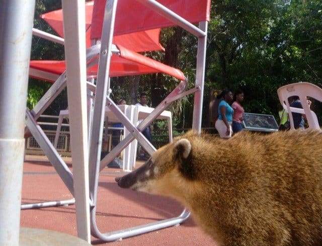 Coati This coati tried to steal my empanada while I was taking its picture.