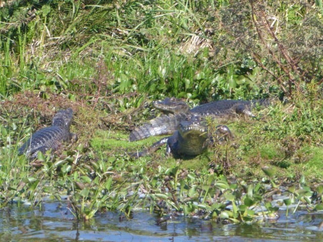 Alligators colonia carlos pellegrini