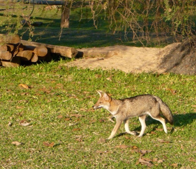 Fox Fox