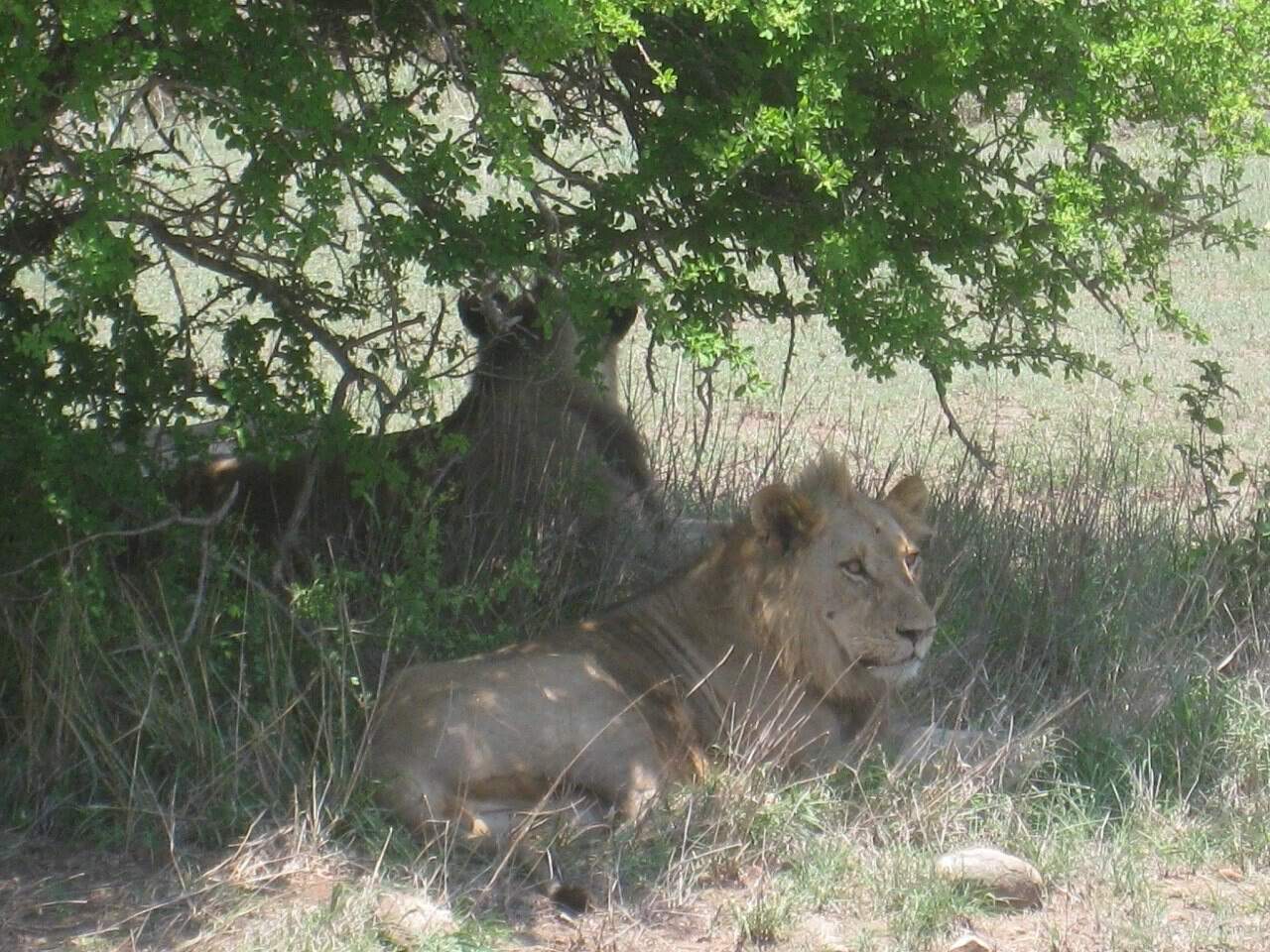 Lions in Kruger Park, South Africa