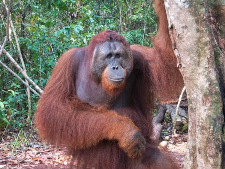 Orangutan in Indonesian Borneo
