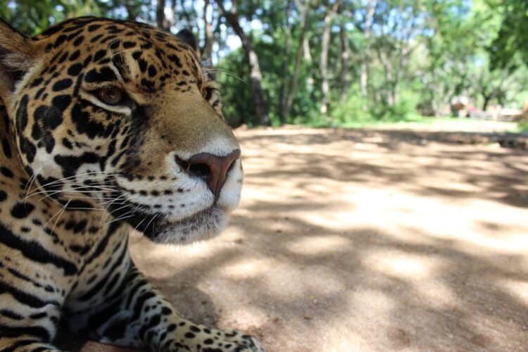 Jaguar at Zoofari Jaguar at Zoofari (photo: Jonathan Martínez-Ortega)
