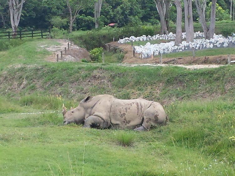 Rhino Top 5 Safari Budget Accommodations