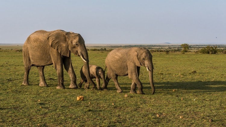 Elephants Top 5 Safari Budget Accommodations