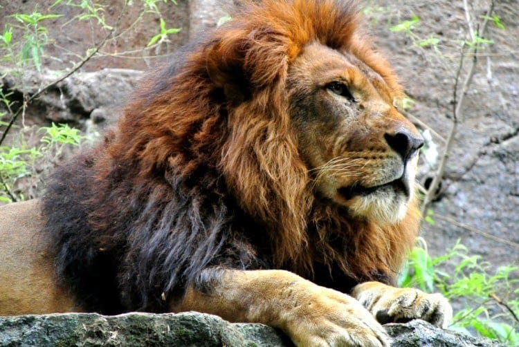 Lion Lion