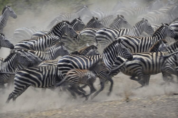 Zebras running in the Serengeti (photo: Diana Robinson)