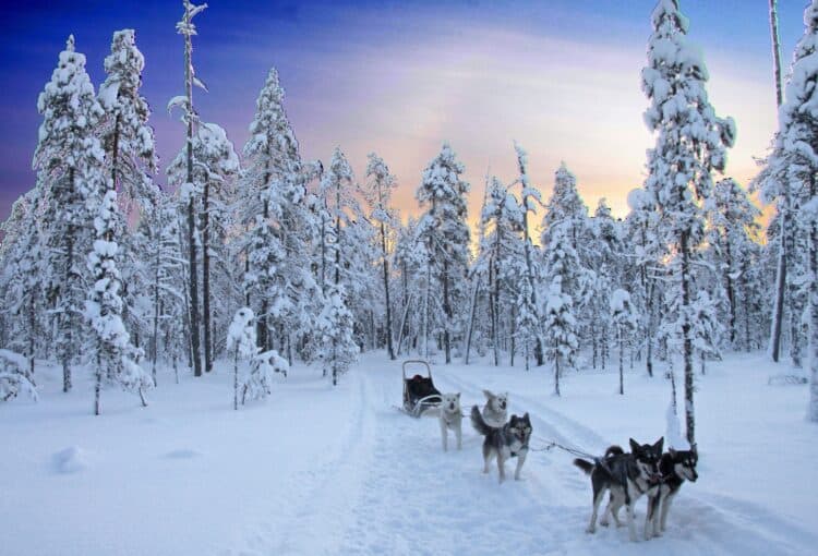 Dog sledding in Finland