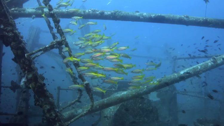 Ko Chang Gulf of Thailand best diving