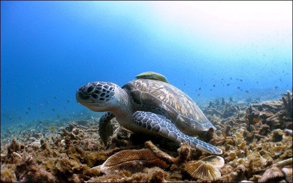 Gulf of Thailand diving attractions
