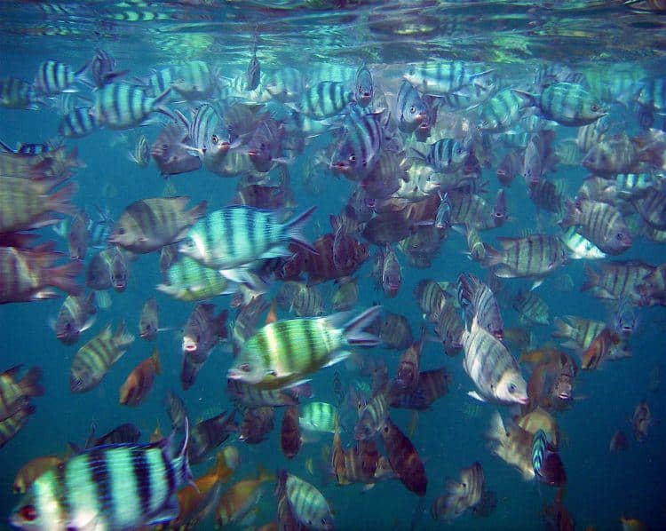 Ang Thong National Park (photo: Steve Jurvetson)