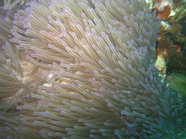 Coral at Sail Rock