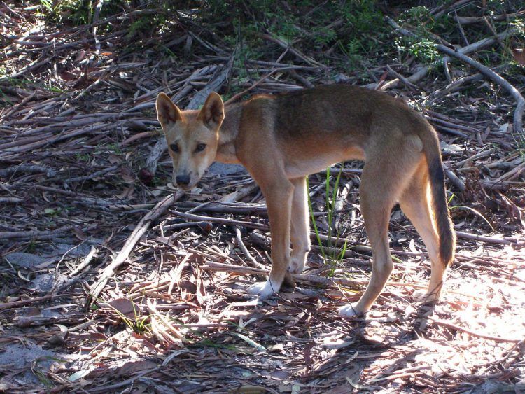 Dingo