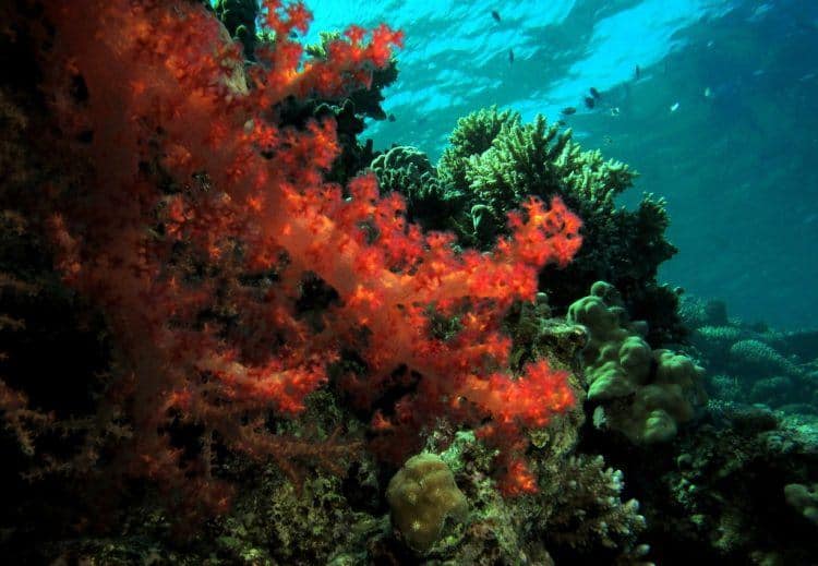 Fanous East Reef in Red Sea