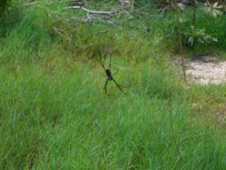 Spider on Fraser Island
