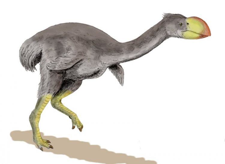 The Dromornis stirtoni, a flightless three meter tall bird (Credit: Wikipedia)