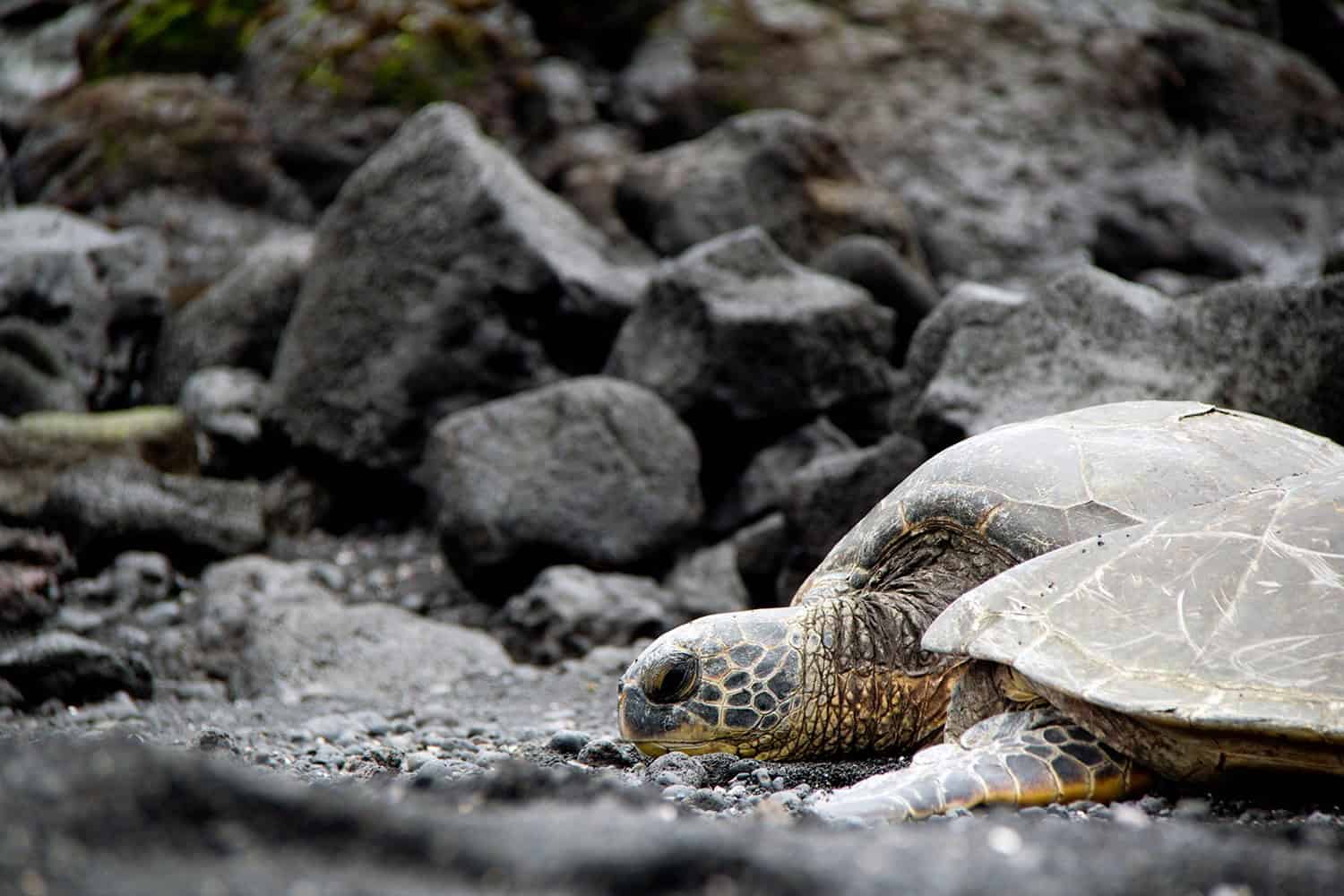 Ffind adventure on the Big Island of Hawaii