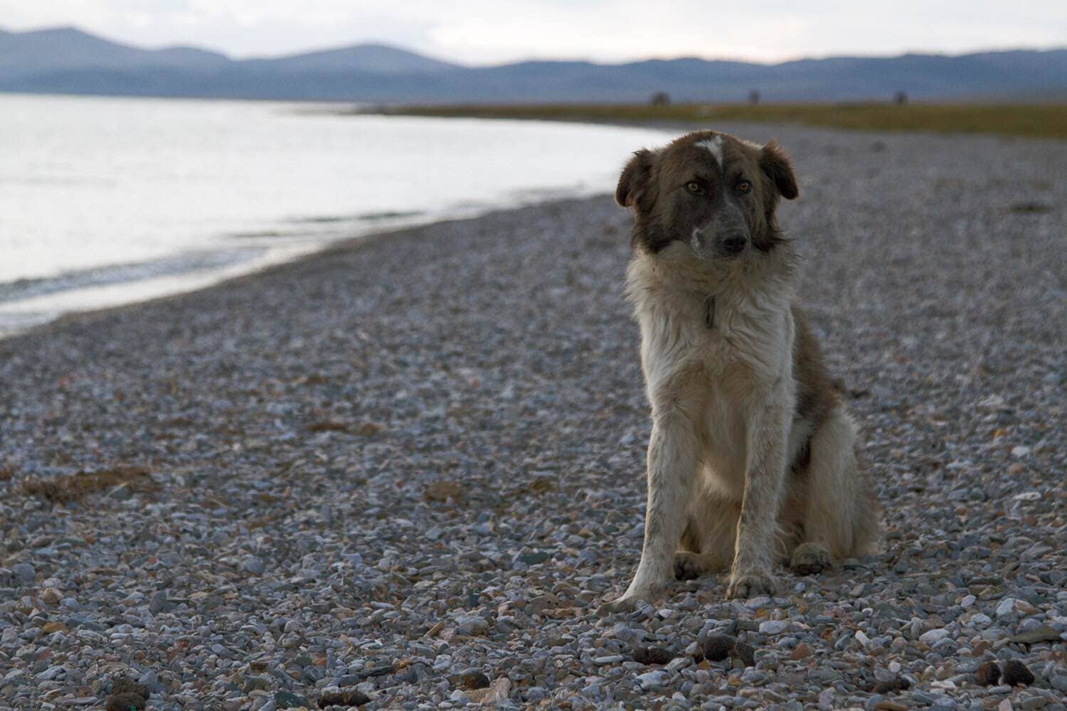 One of the dogs that followed us for a two hour trek around the lake.