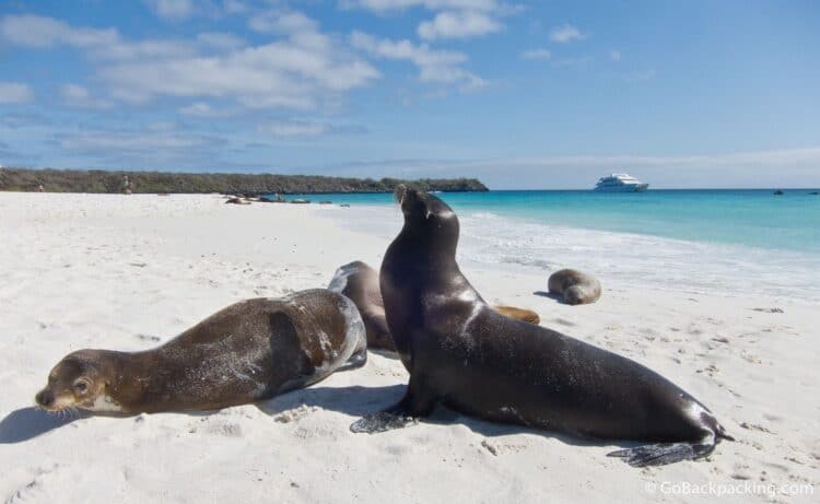 Sea lions