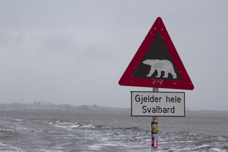 Longyearbyen Polar bear crossing in Longyearbyen