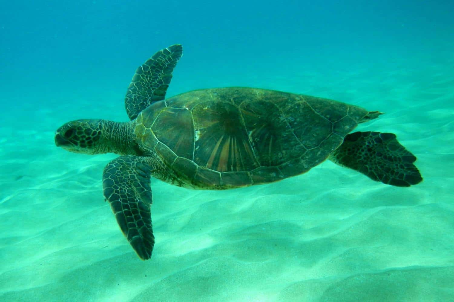 Green Sea Turtle