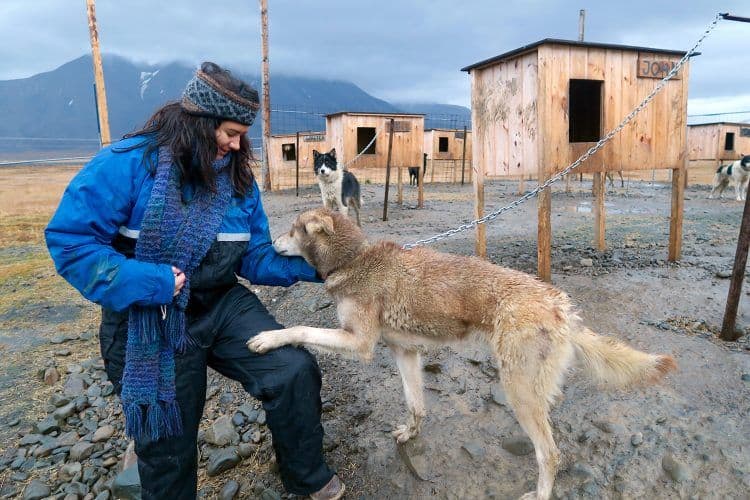 Dog in Svalbard Dog in Svalbard