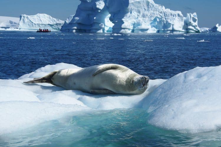 Crabeater seal in Antarctica