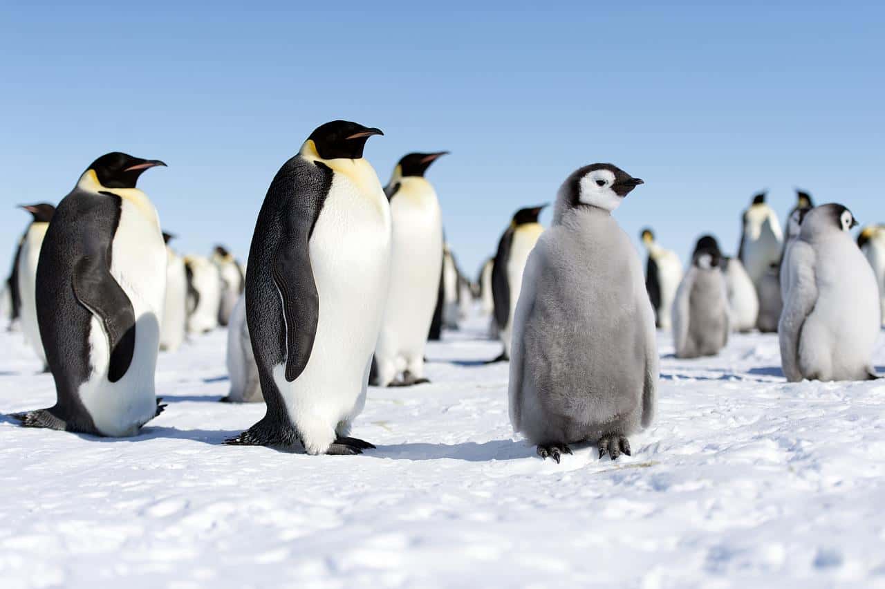 Emperor Penguins in Antarctica, one of the most remote travel destinations.