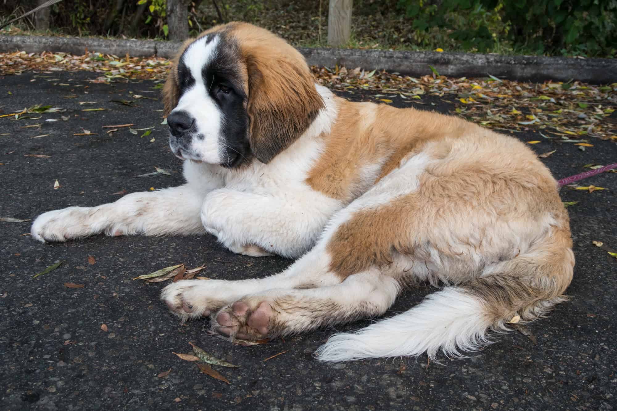 St Bernard