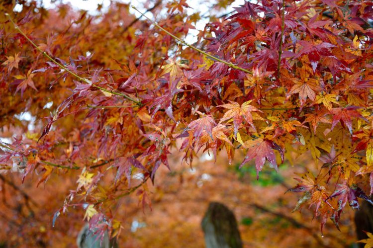 Autumn in Japan Autumn in Japan, and the colorful leaves of Asuke