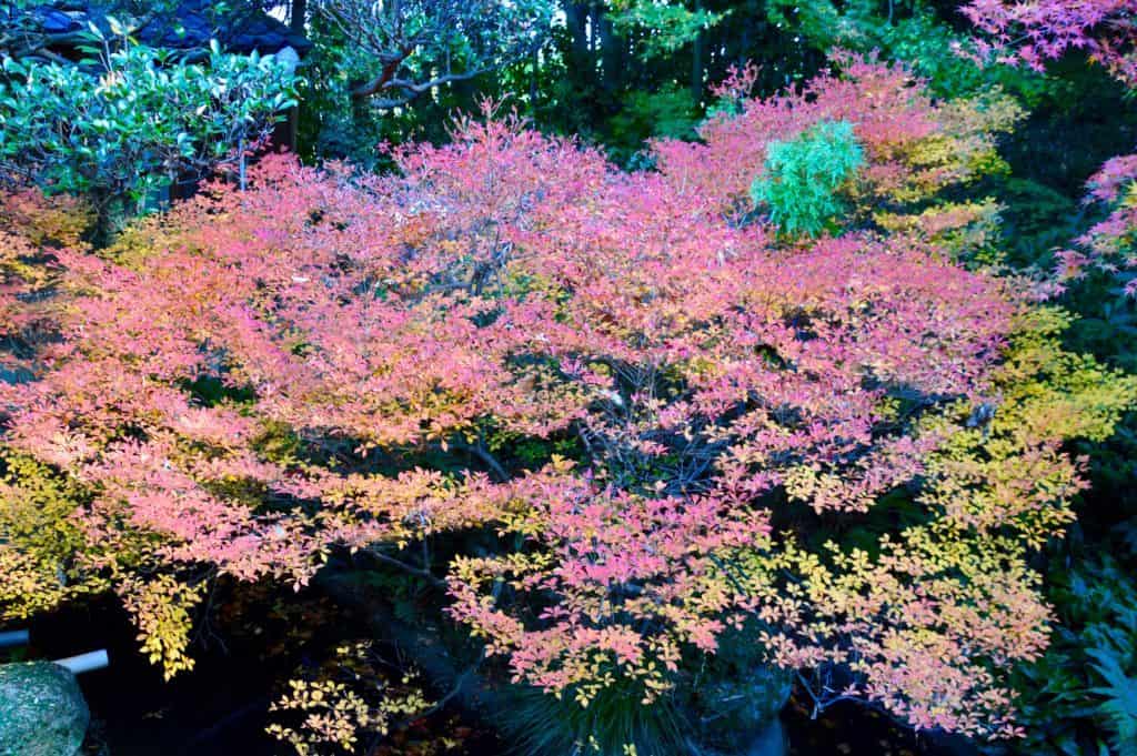 Nature in the Chubu Region