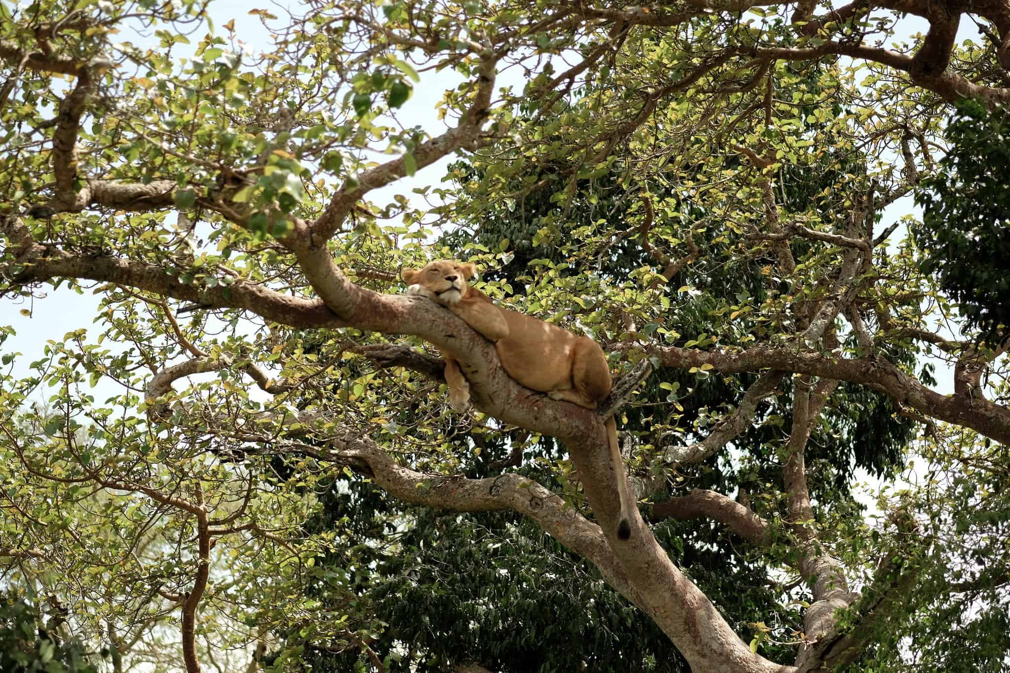 A lion in Queen Elizabeth National Park - Uganda safaris