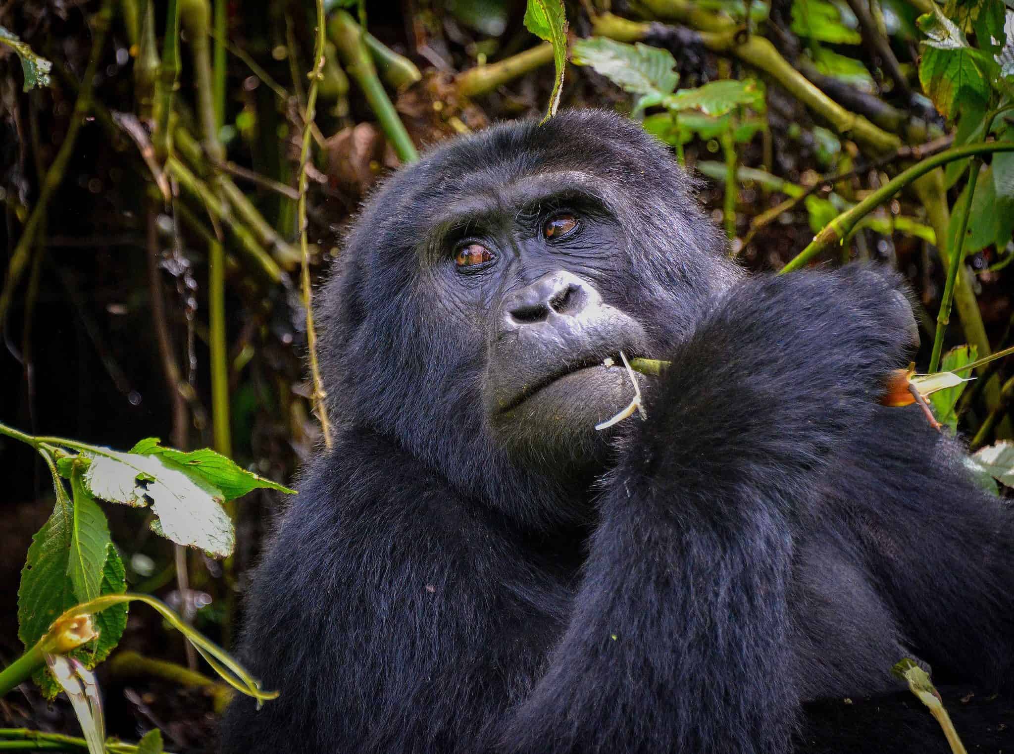 Mountain Gorilla in Uganda
