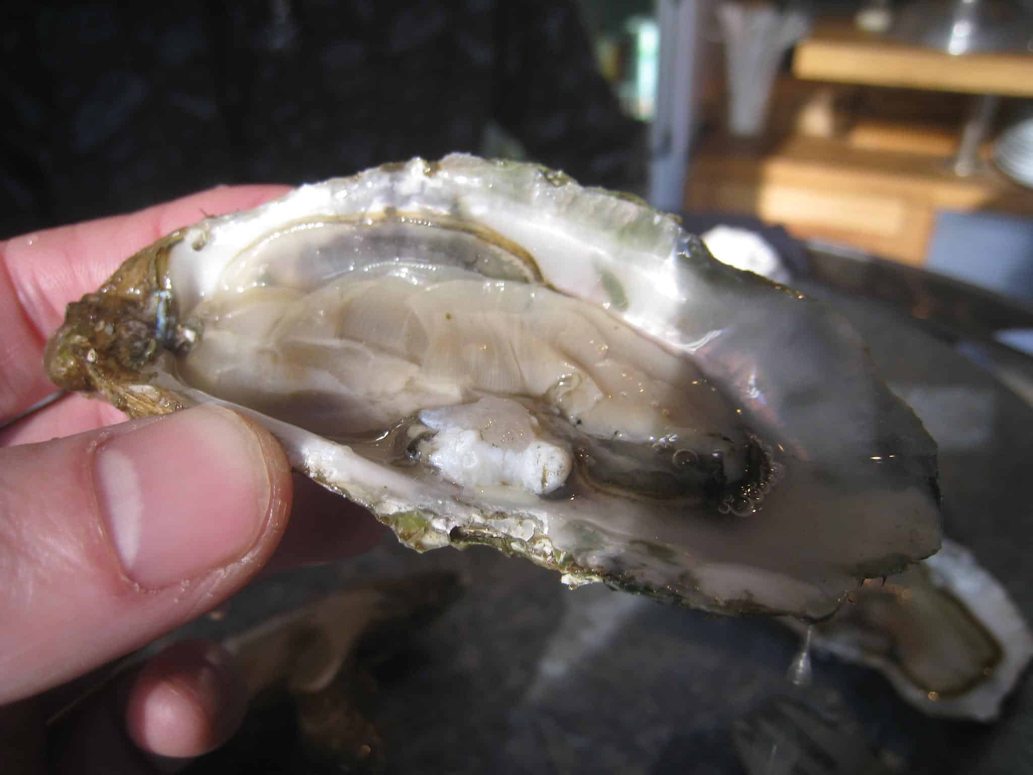 Eating oysters in Arcachon, France like Anthony Bourdain
