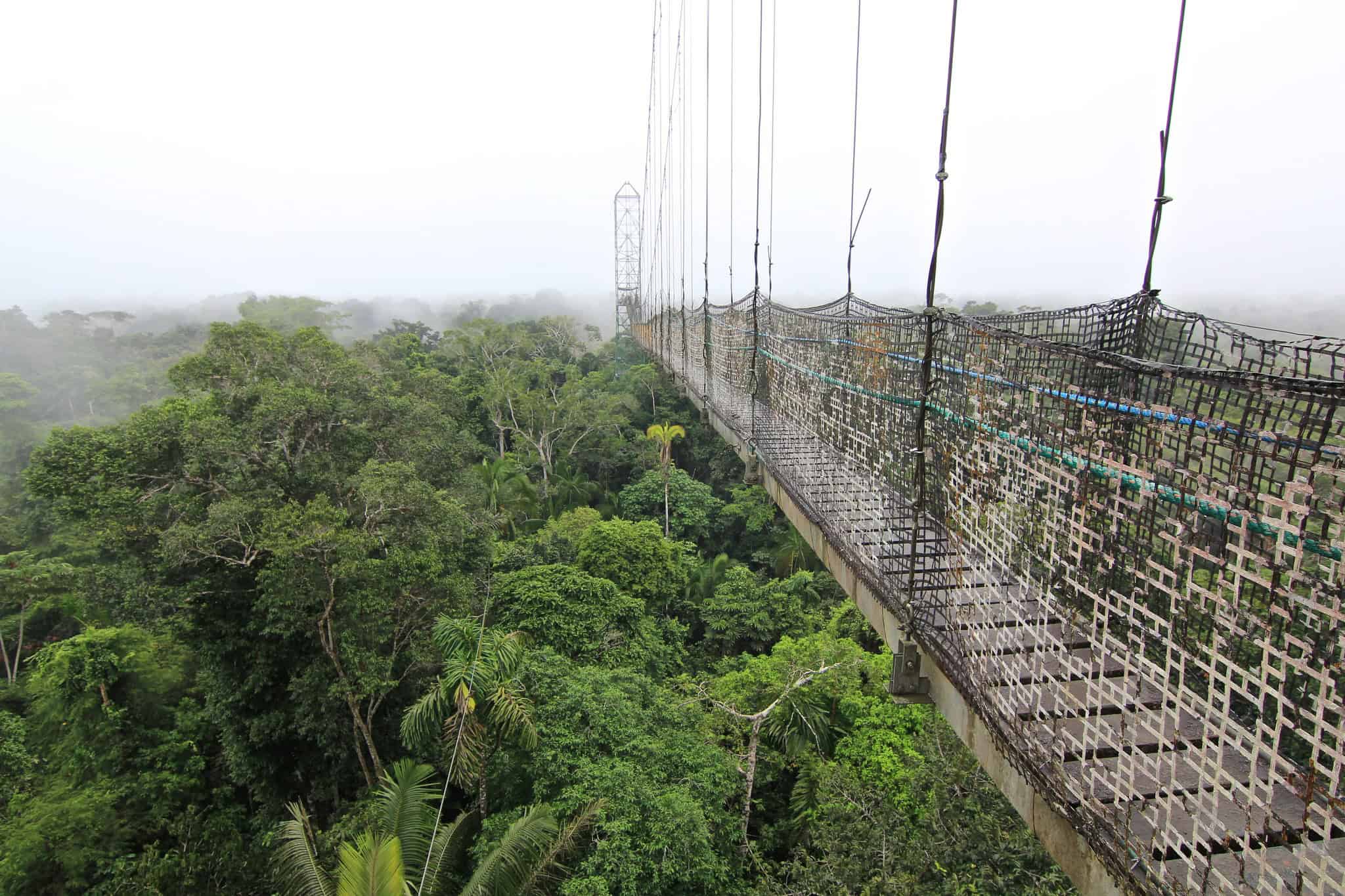 Amazon Rain Forrest, Sacha Lodge, Equador