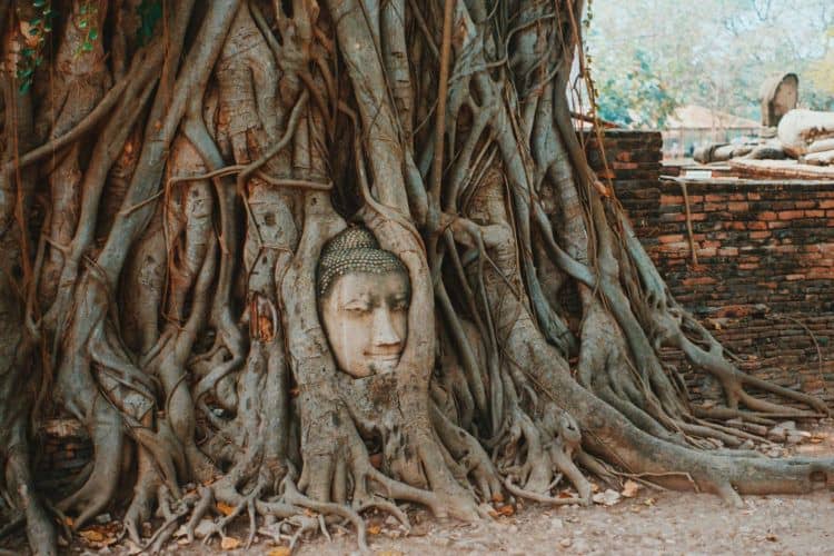 Buddha head in Ayutthaya
