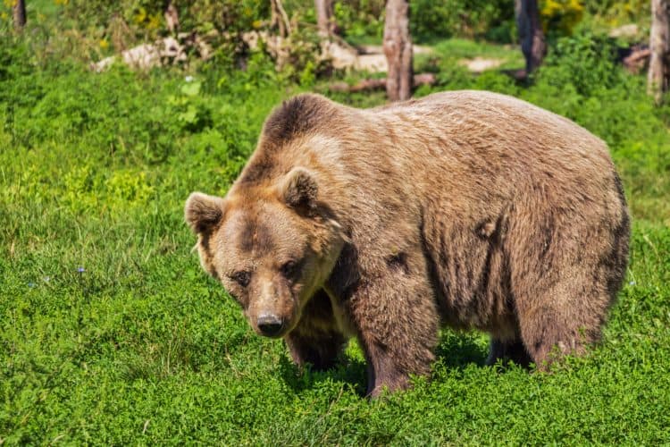 Brown bear