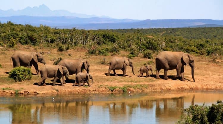 Elephants (photo: cocoparisienne, Pixabay)