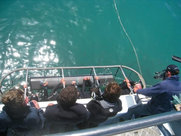 One of the best adventures along the Garden Route in South Africa is shark cage diving